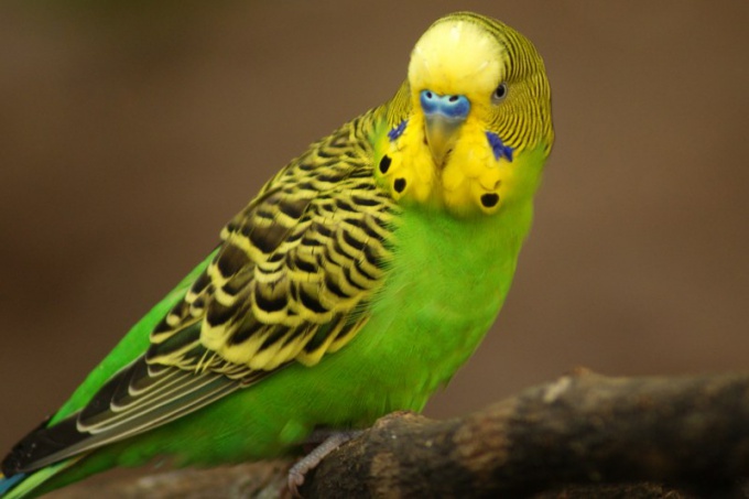Какие есть породы говорящих попугаев