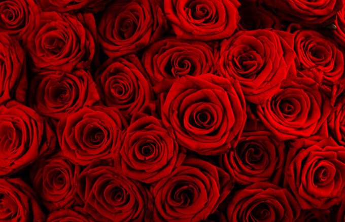 A bouquet of ruby roses a mandatory attribute of the fortieth anniversary