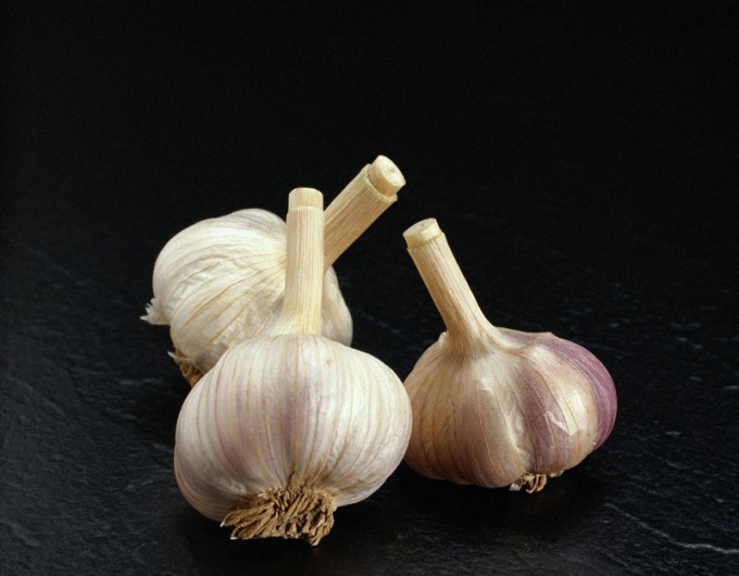 How to grow garlic at home