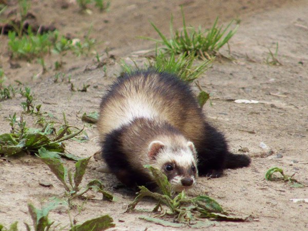 The diet of the ferret