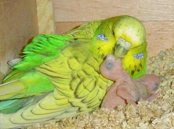 Как выкормить птенцов волнистого попугая