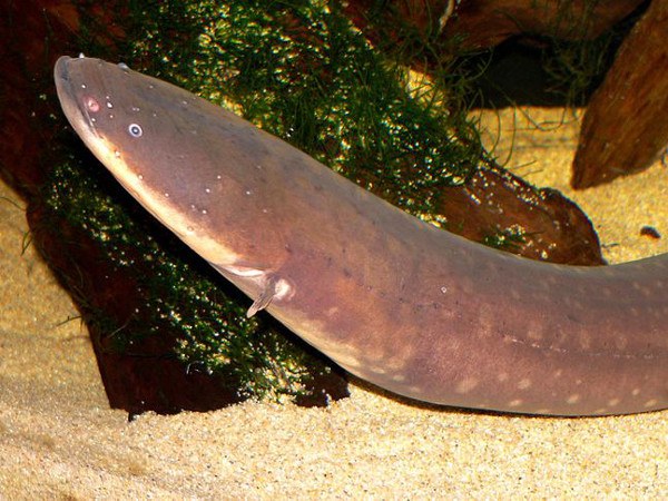 Electric eel - inhabitant of South America