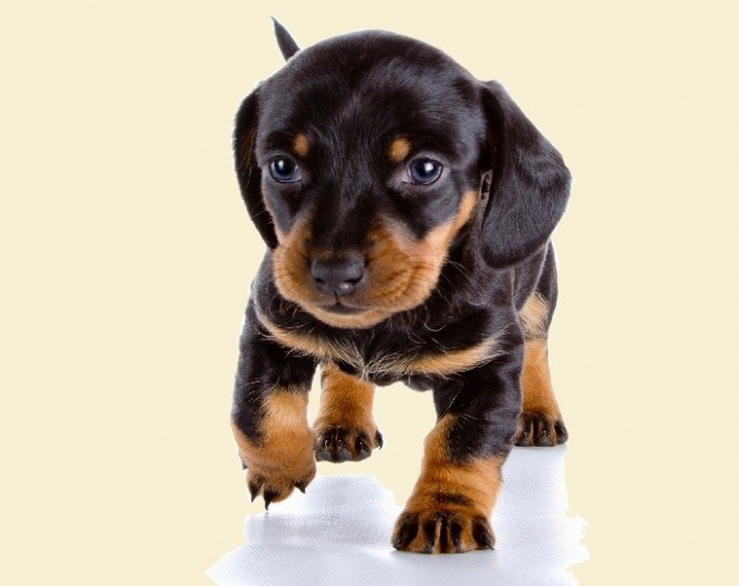 How much is the puppy Dachshund 