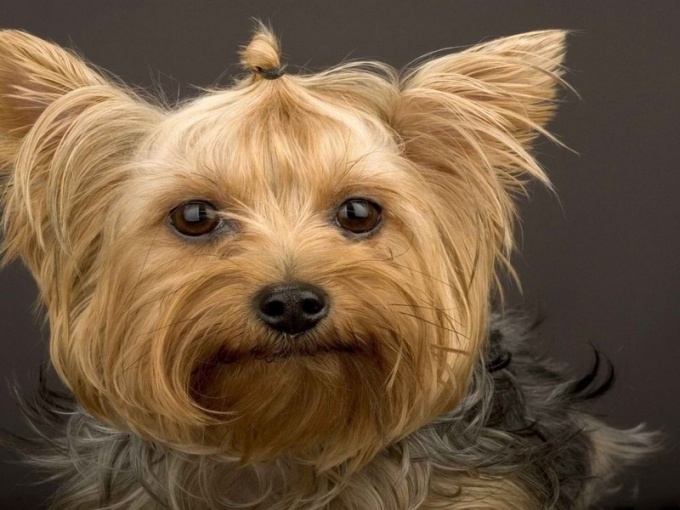 What are the different types of Yorkies