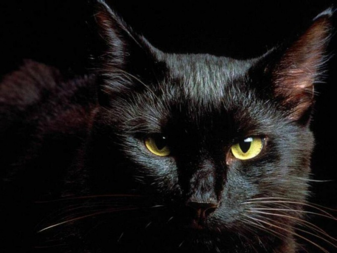 Почему считают, что черные кошки приносят несчастье