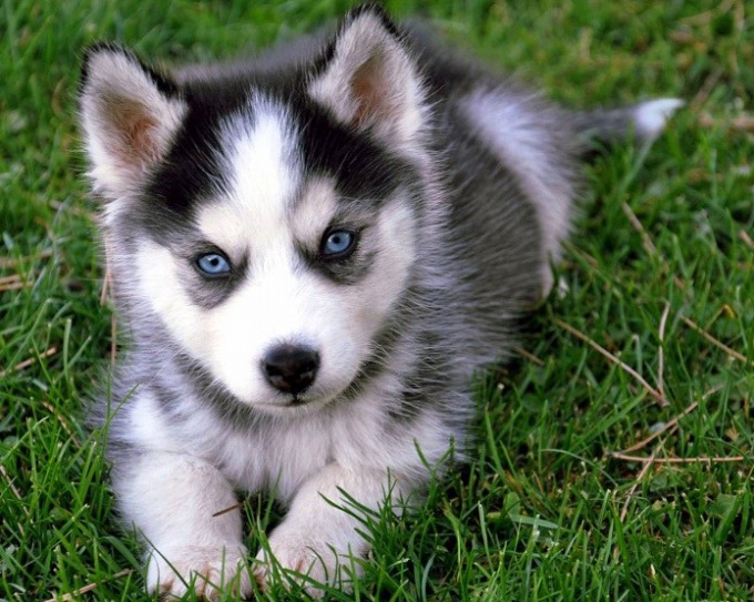 How much is a dog husky