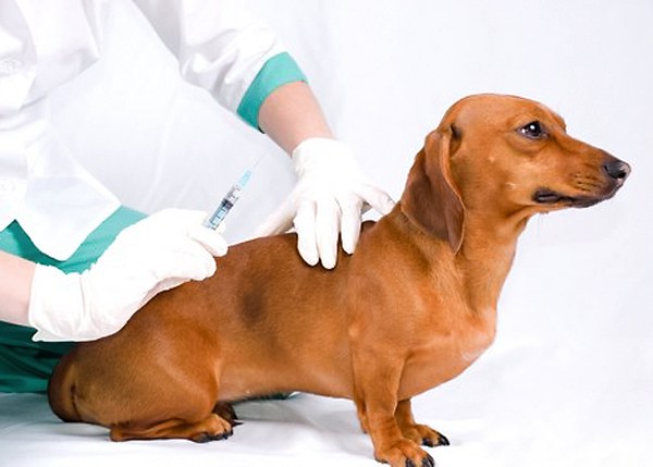Как делать прививку от бешенства для собак