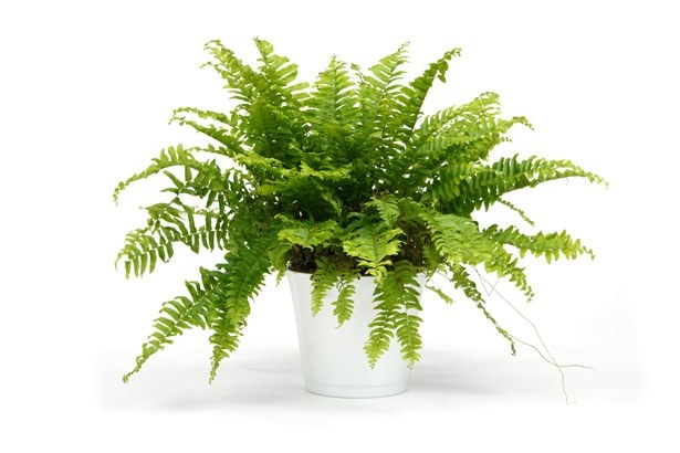 Is it possible to grow the fern house