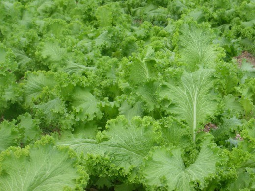 How to use leaf mustard