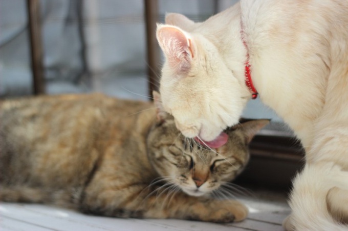 Стерилизация кошки - ответственное и правильное решение
