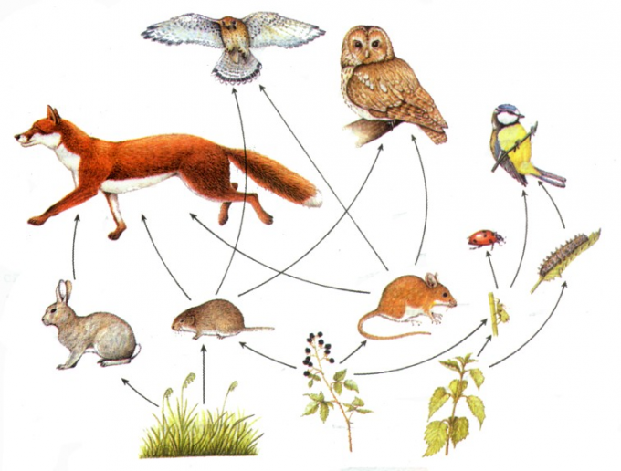 What is a food chain in nature 