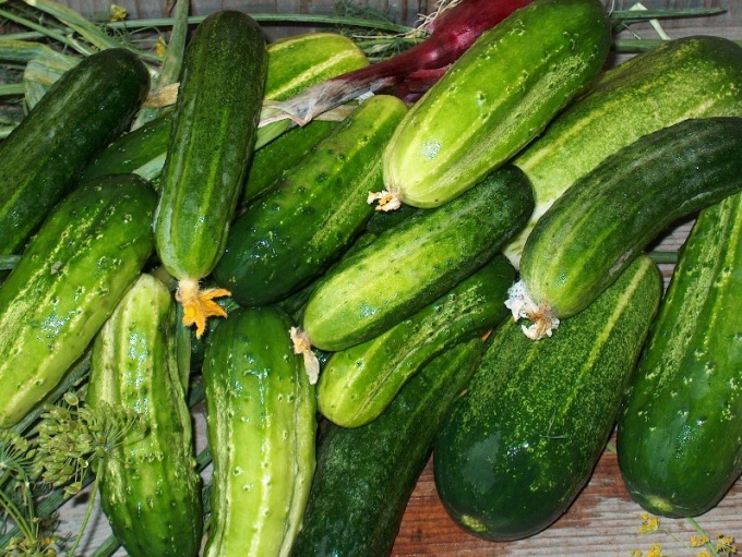 What to do with large cucumbers