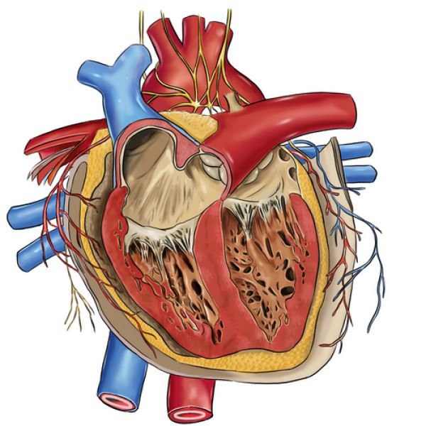 Что такое врожденный порок сердца 