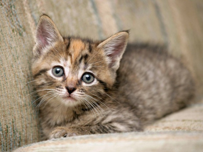 What to do if the kitten won't go to the bathroom really bad