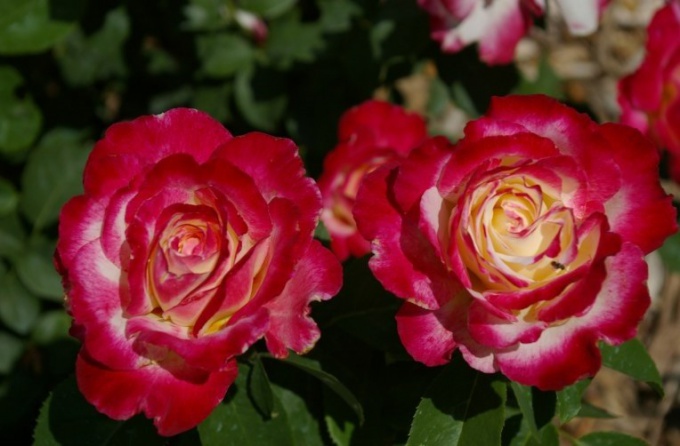 How to care for mini rose mix
