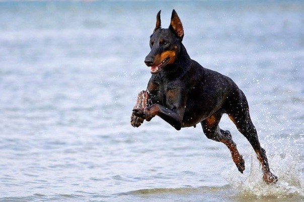 Doberman