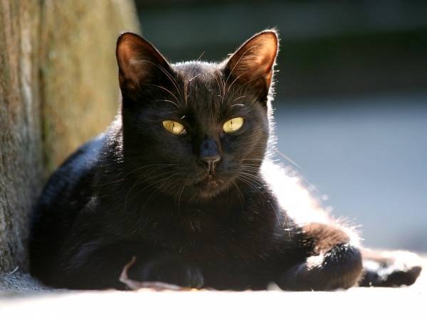 К чему пришла в дом черная кошка