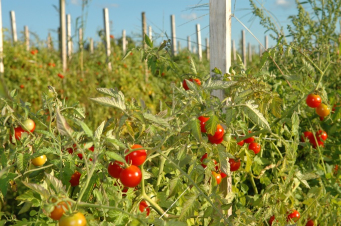 The earliest tomato varieties for open ground