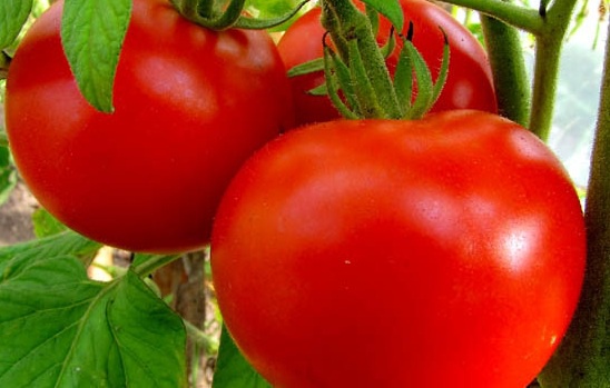 Features varieties of tomato "budenovka"