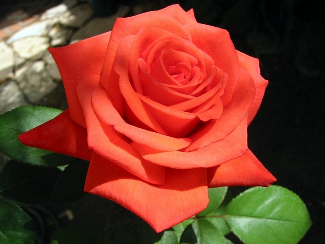 Как слепить из пластилина красивую розу