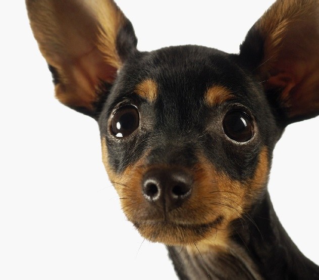 Who is better: toy Terrier or Chihuahua?