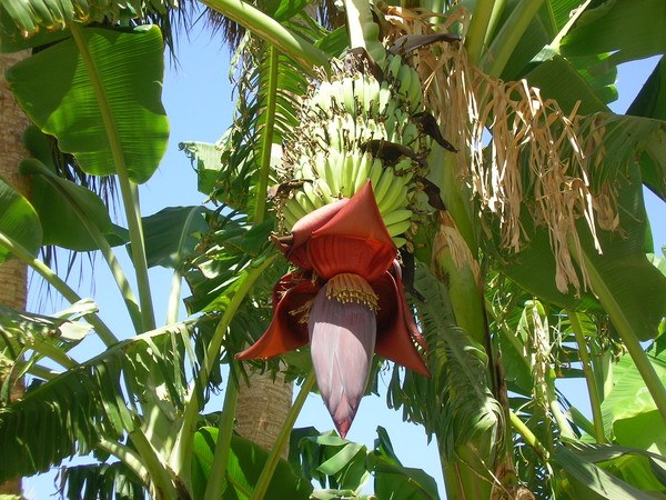 Где и как растут бананы