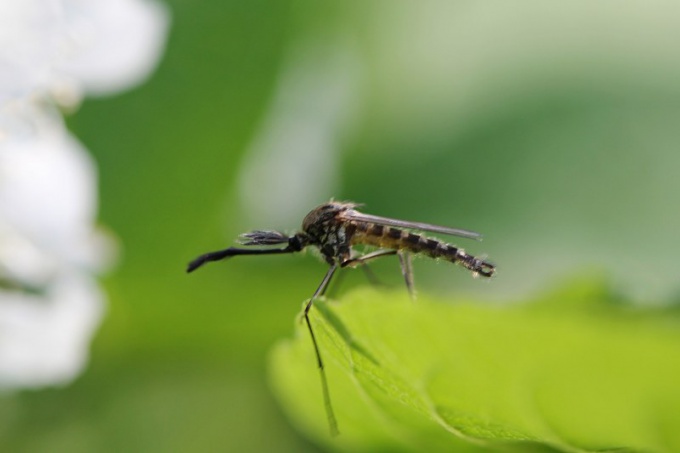 Чем питаются комары в лесу
