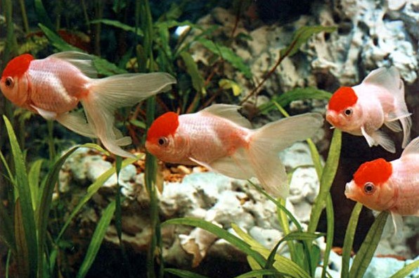 Особенности рыбки "красная шапочка"