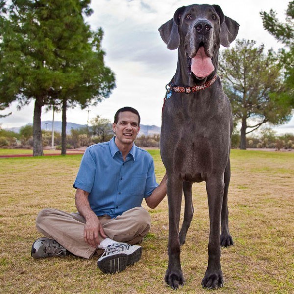 Blue dog named George (George) - the biggest dog in the world