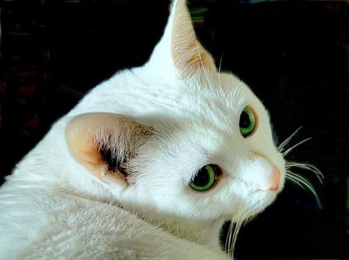 Why it is said that white cats are deaf