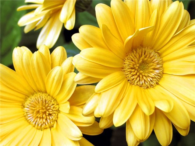Что символизируют желтые цветы