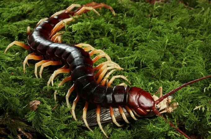 Centipede