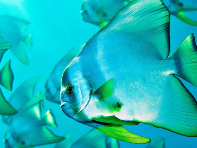 Наука о рыбах – ихтиология