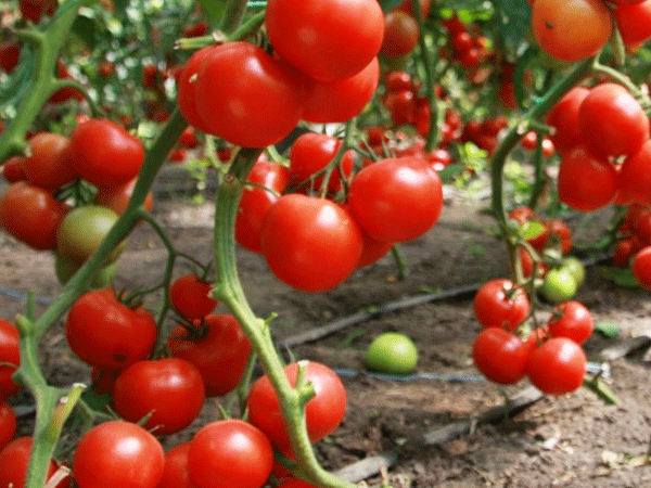 Какие удобрения необходимы для помидоров