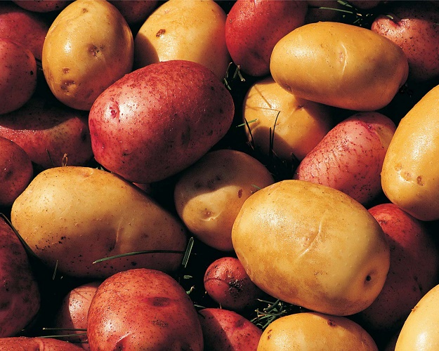 Лучшие сорта раннего картофеля