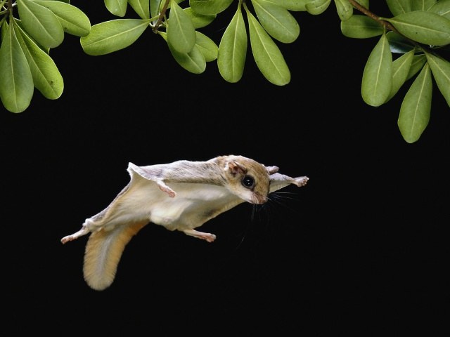 What to feed a flying squirrel at home