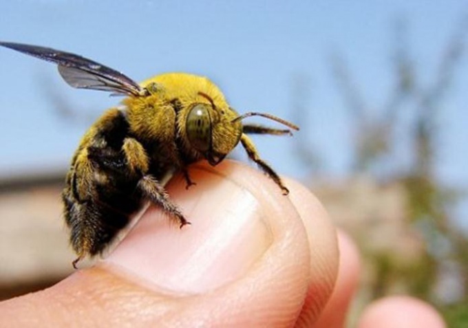 How dangerous is the bite of the bumblebee