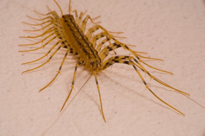 Looks like centipede and dangerous whether it is for a person