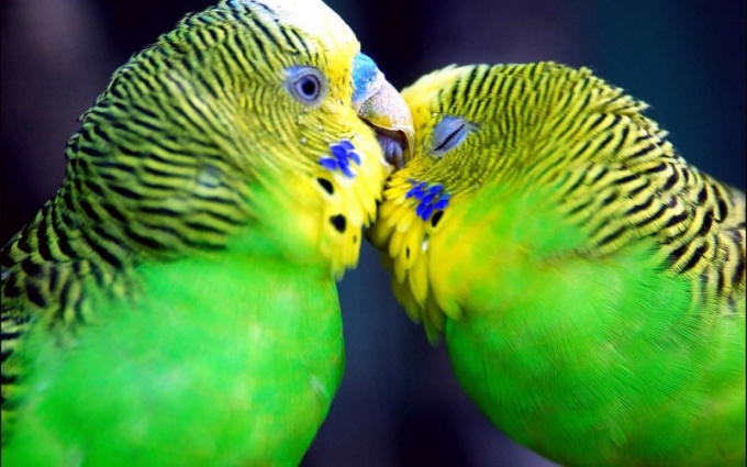 Как отличить самца волнистого попугайчика от самки