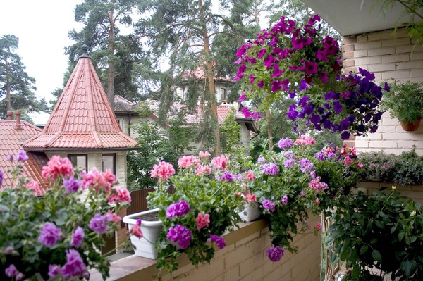 Особенности ухода за растениями на балконе