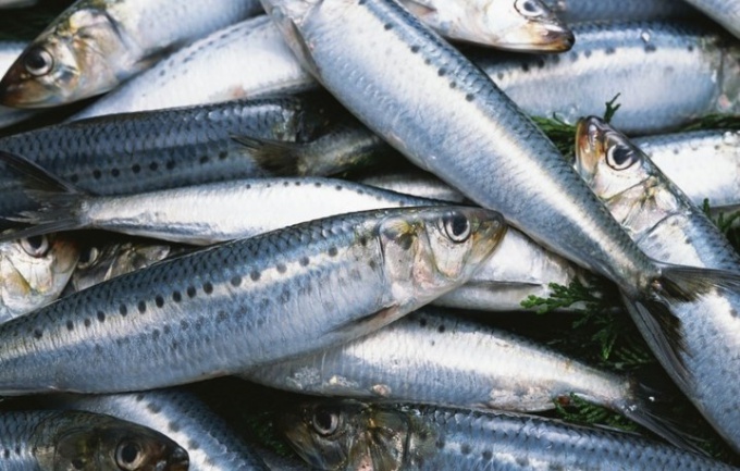 What to cook herring