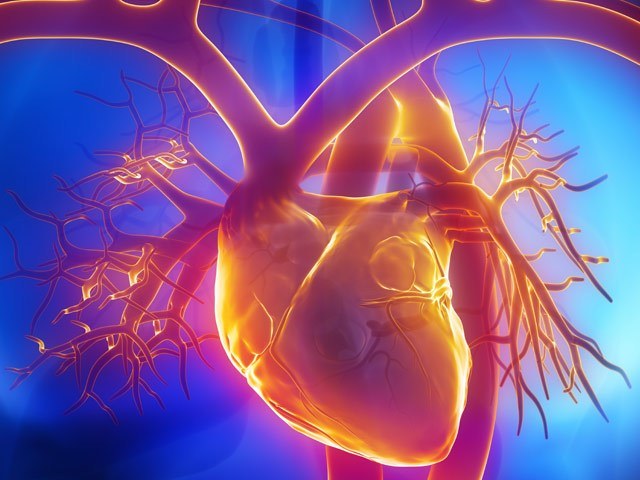 Какова роль сердца в кровообращении