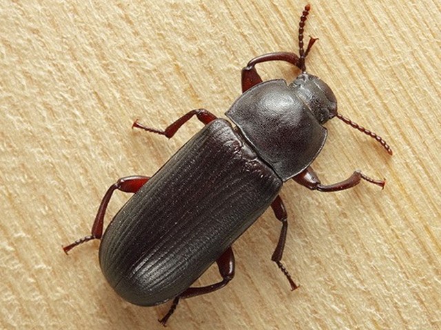 How to destroy black beetles in the house