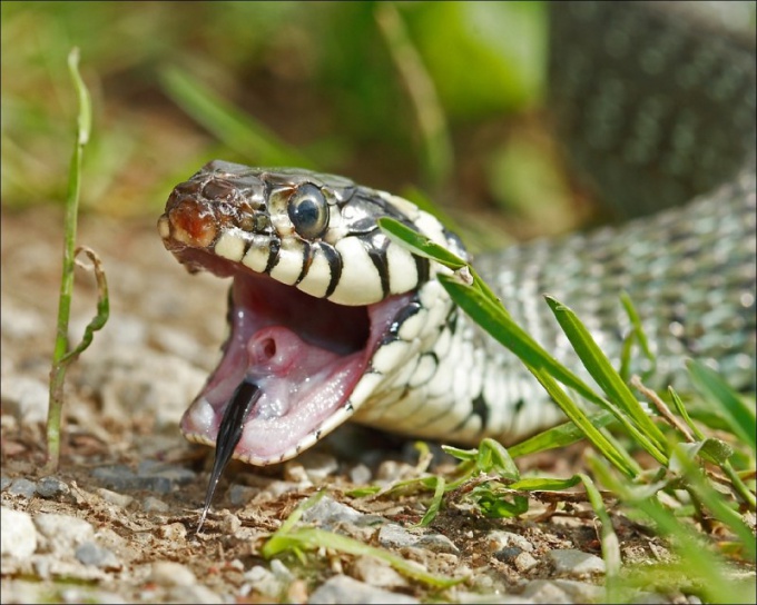 Как передвигаются змеи