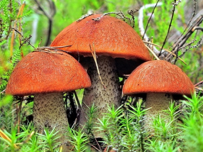 Как размножаются грибы