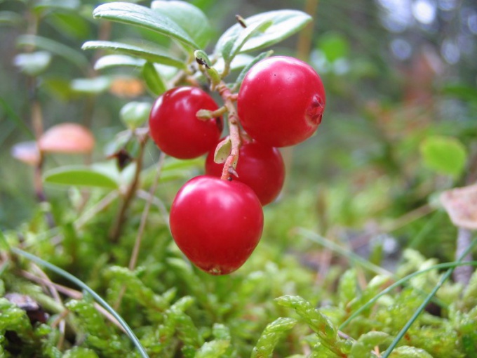 Лесные ягоды какие растения нужно знать охотнику и грибнику