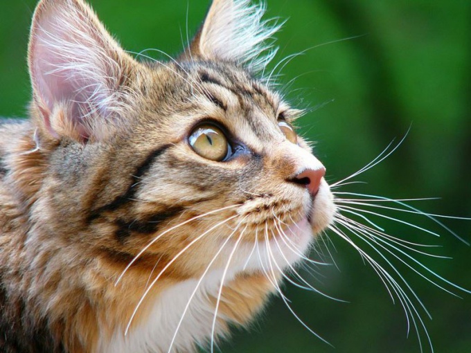 How to treat herpes in cats 