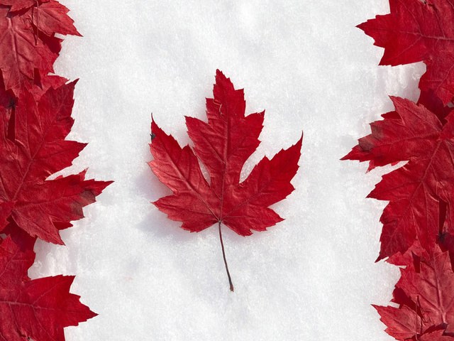 Когда впервые на канадском флаге появился кленовый лист