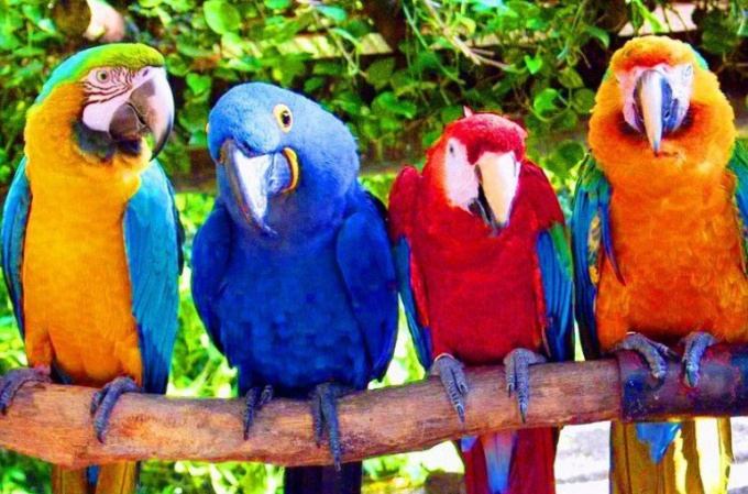 How much are parrots 