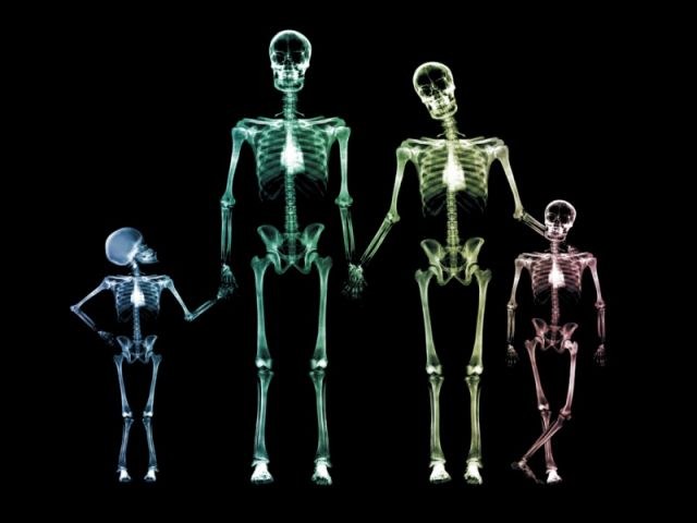 How many bones in the human body 
